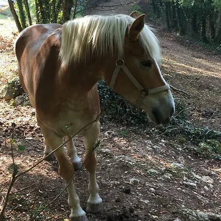 Agriturismo Macole Fattoria Con Spuntini Séjour à la ferme